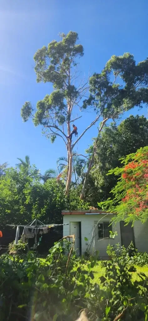 Arborist working high in a tree in Noosa