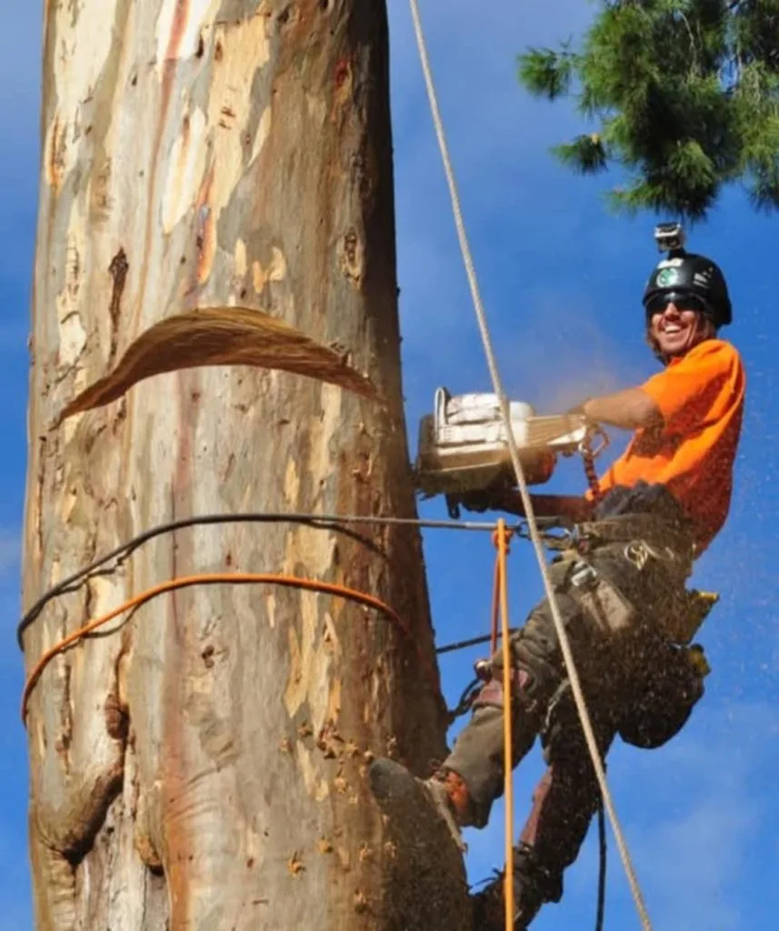 Mudjimba Trees – The Sunshine Coast's Most Trusted Tree Removal Team