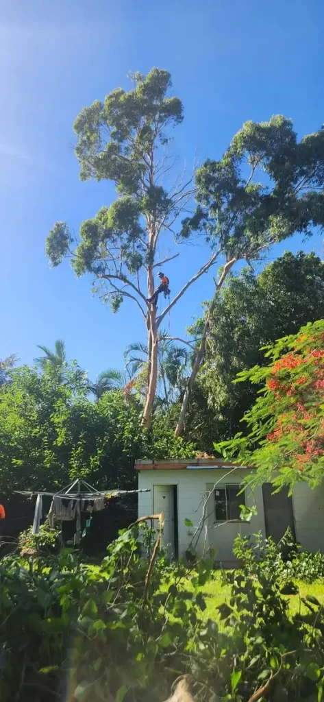 Professional Tree Lopping & Tree Removal in Noosa and Caloundra